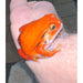 Tomato Frog (TRUE RED Northern) (D. antongilli):Jungle Bob's Reptile World