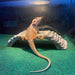 Translucent Bearded Dragon (Juvenile/Sub-Adult):Jungle Bob's Reptile World