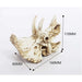 Triceratops Skull Small by Jungle Bob:Jungle Bob's Reptile World