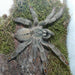 Trinidad Chevron Tarantula (Sling) (Psalmopoeus cambridgei):Jungle Bob's Reptile World