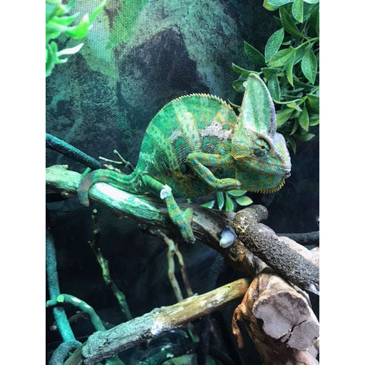 Veiled Chameleon Adult (Chamaeleo calyptratus):Jungle Bob's Reptile World