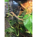 Vietnamese Tree Calotes:Jungle Bob's Reptile World