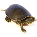 Western Painted Turtle:Jungle Bob's Reptile World