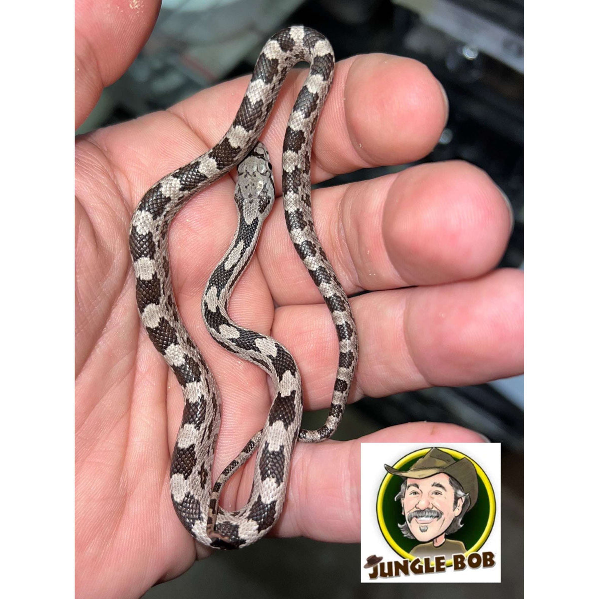 Jungle Snakes