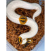 Yellow Belly Pied (Adult):Jungle Bob's Reptile World